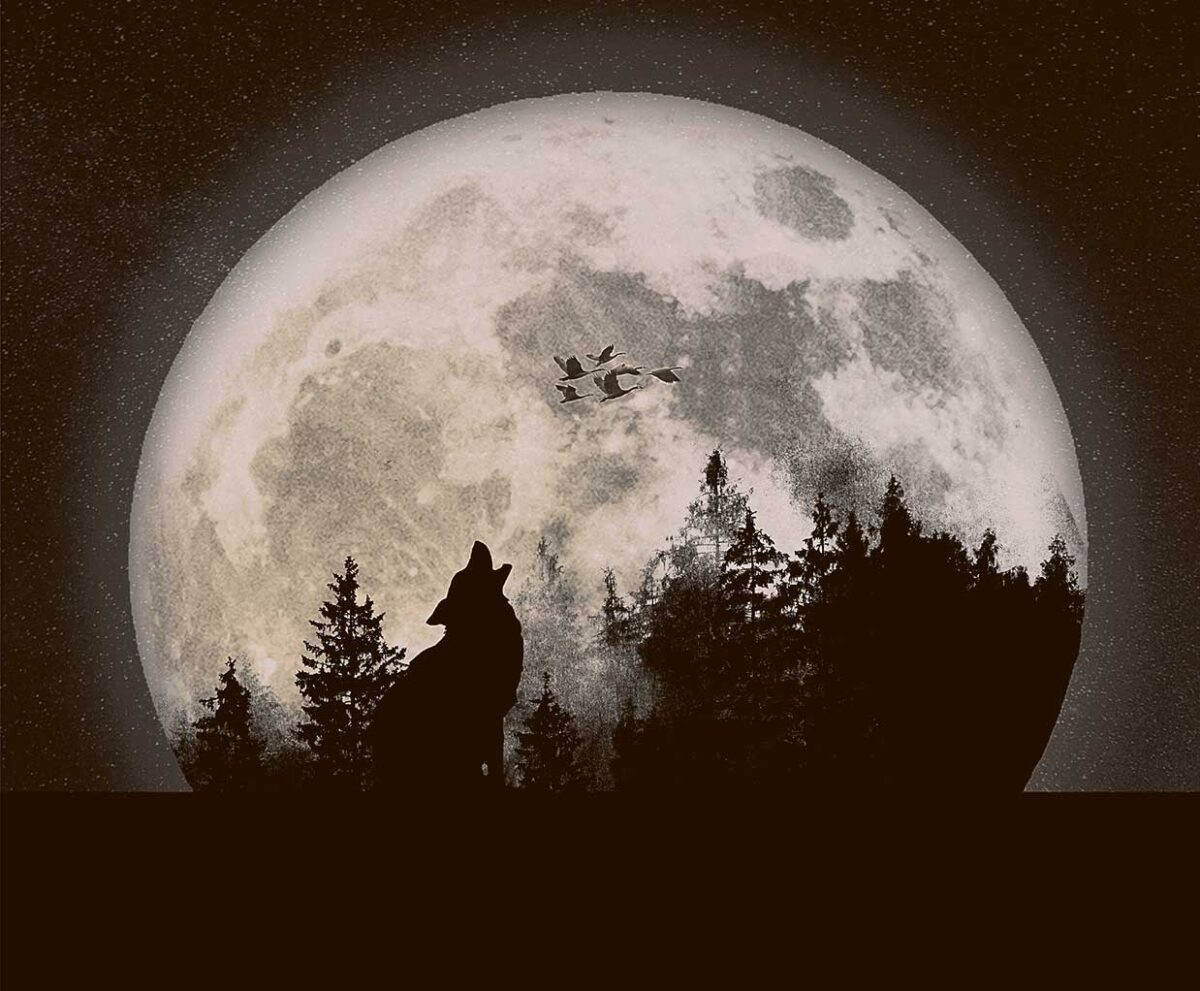 A lone wolf howling under a full moon, surrounded by dark trees and a starry night sky, creating a mysterious and wild atmosphere.
