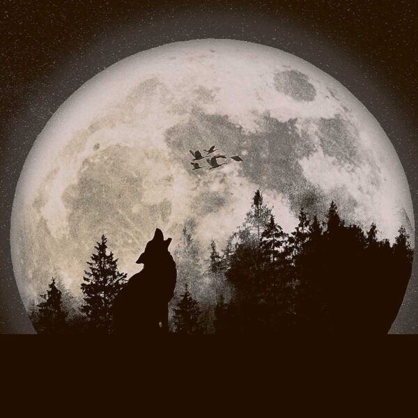 A lone wolf howling under a full moon, surrounded by dark trees and a starry night sky, creating a mysterious and wild atmosphere.