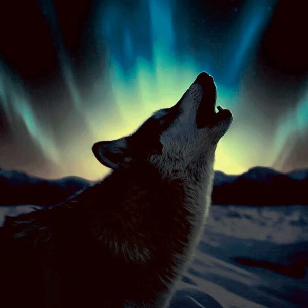 Silhouette of a howling wolf in snowy mountains under aurora borealis lights at night.