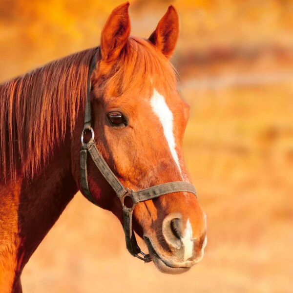 Close-up portrait of a beautiful brown horse with a soft, glossy mane, perfect for LED box frame art showcasing natural elegance.
