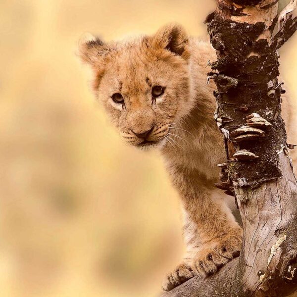 A cute lion cub climbing a tree, showcasing its playful nature and innocence, a perfect choice for a heartwarming LED Box Frame display.