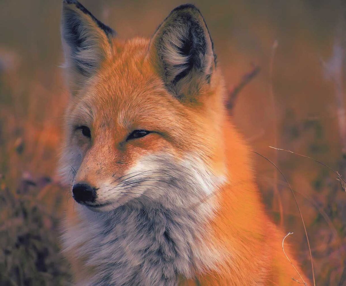 A close-up of a beautiful fox, showcasing its soft orange fur and calm expression, ideal for adding a touch of nature's charm to any LED Box Frame display.