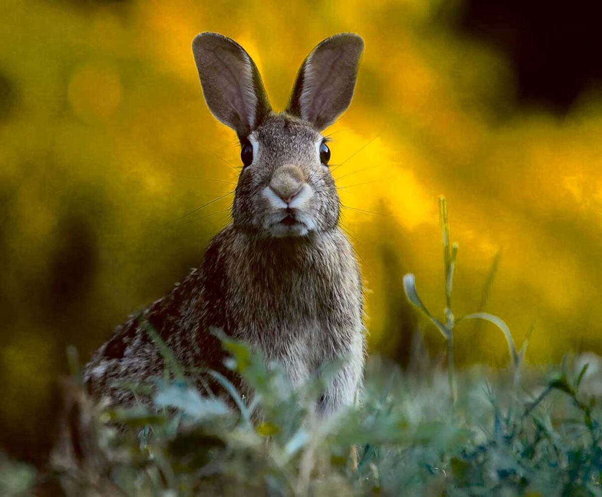 Close-up of a curious rabbit standing amidst green foliage, its ears alert and eyes wide open, creating a calm and serene vibe perfect for LED Box Frame displays.