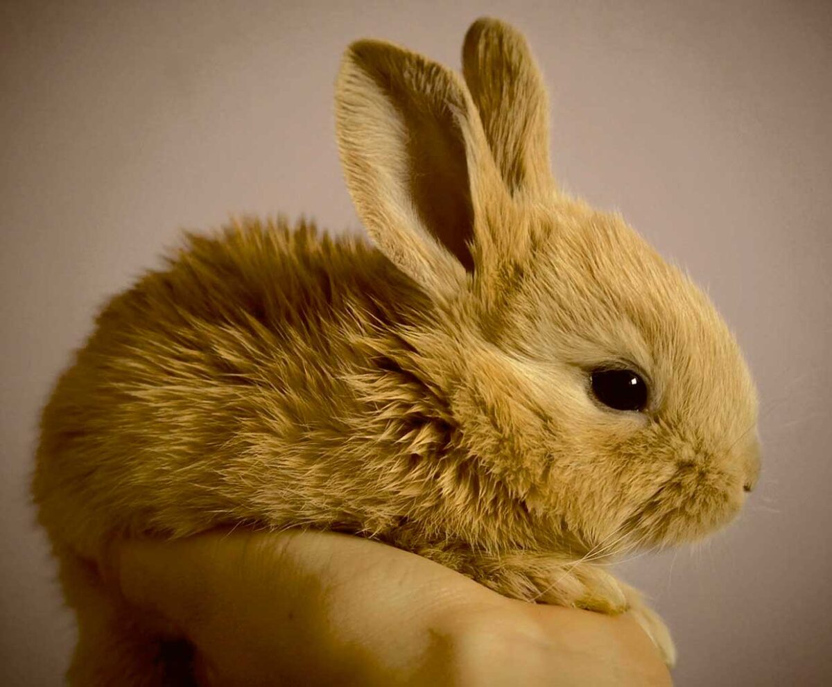 Close-up of a soft and fluffy baby rabbit being gently held, its tiny features and soft fur make for an adorable LED Box Frame image.