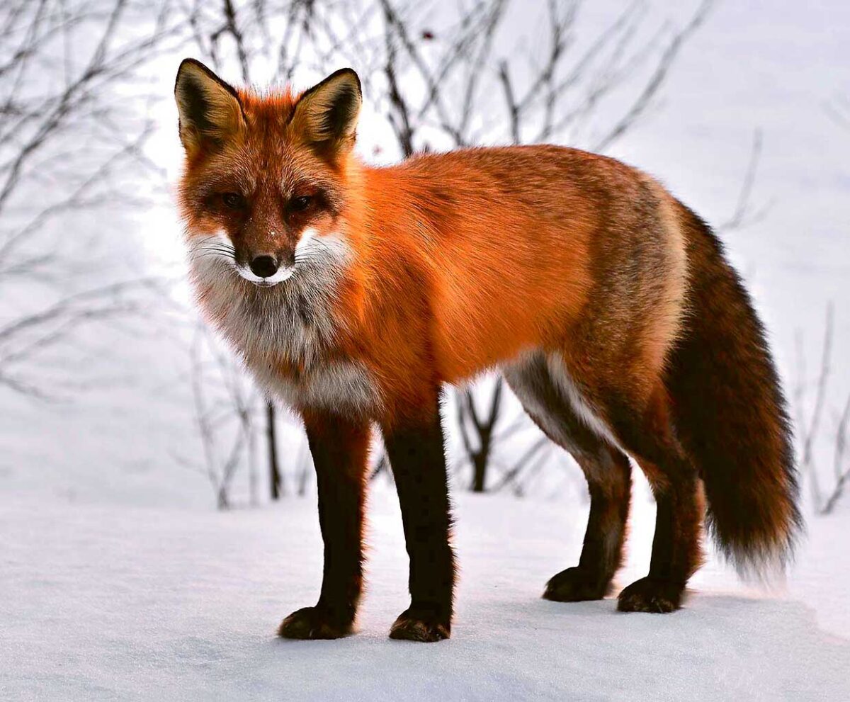 A beautiful fox standing in the snow, with its vibrant fur and graceful posture, perfect for a nature-inspired LED Box Frame.