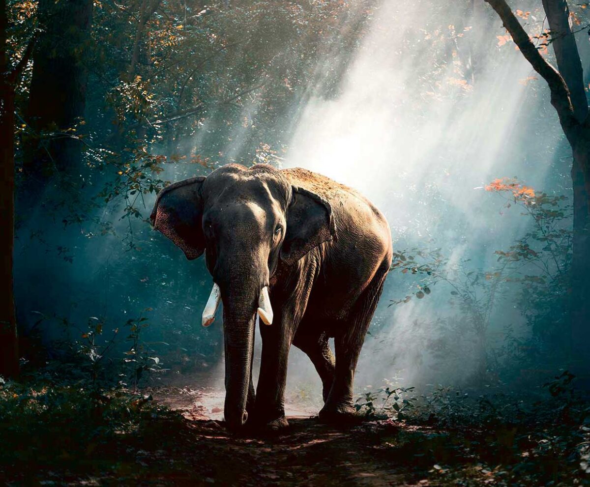 An elephant gracefully walking through a misty forest, with sunlight filtering through the trees, creating a serene and majestic atmosphere, perfect for display in an LED Box Frame.