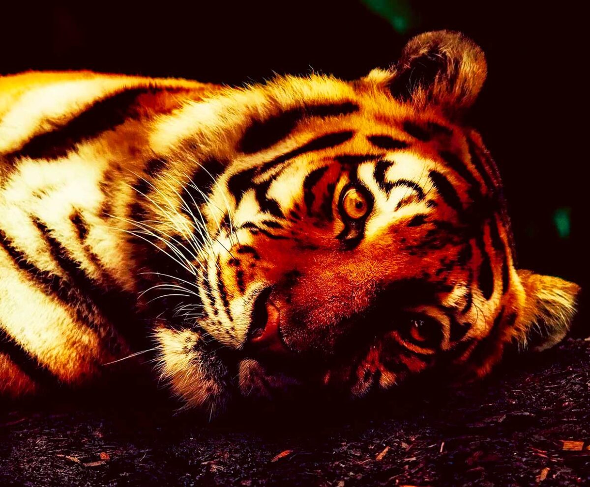 Close-up of a majestic tiger with striking orange and black stripes, relaxing on the ground, perfect for a bold and powerful LED Box Frame design.