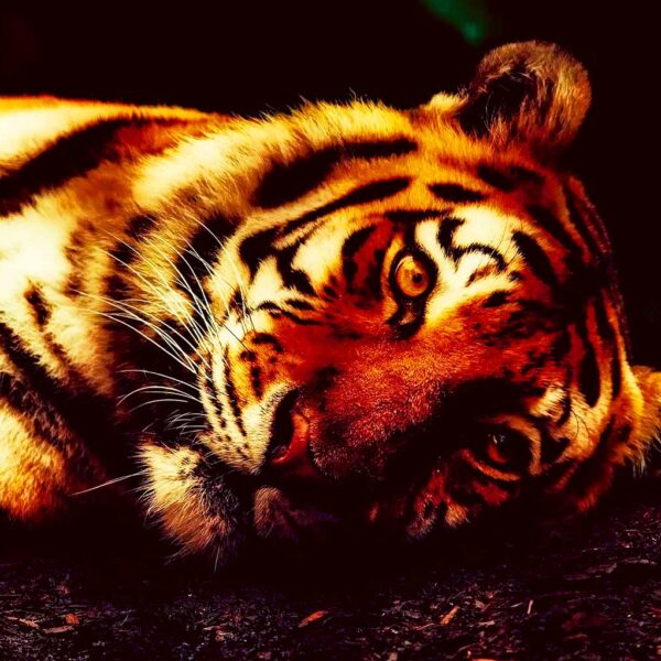 Close-up of a majestic tiger with striking orange and black stripes, relaxing on the ground, perfect for a bold and powerful LED Box Frame design.