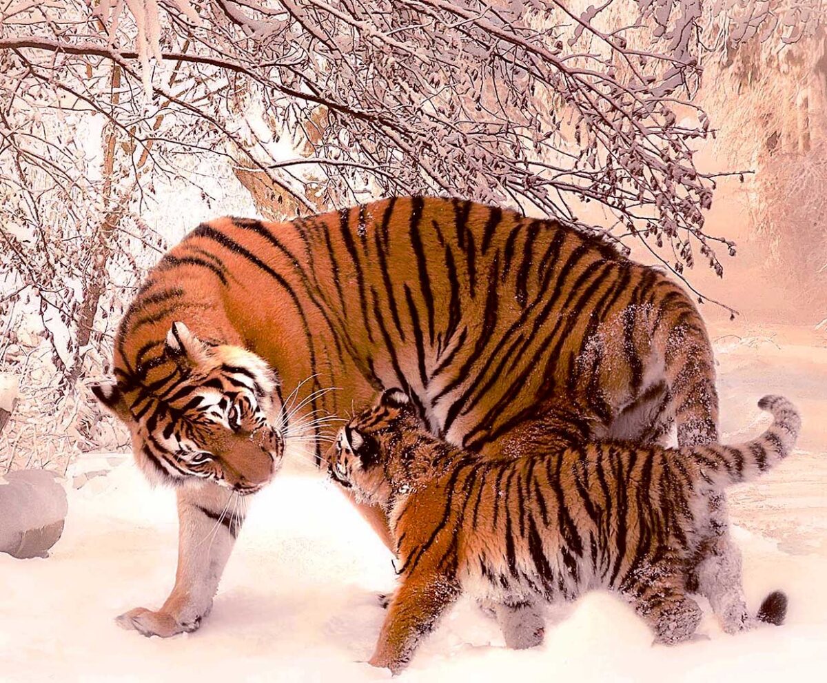 Mother tiger and her cub walking through the snow, their orange coats standing out against the winter backdrop, perfect for a cozy and majestic LED Box Frame display.