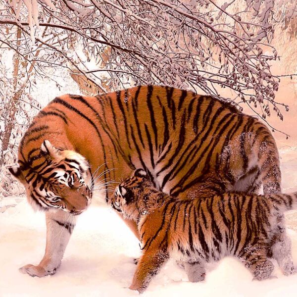 Mother tiger and her cub walking through the snow, their orange coats standing out against the winter backdrop, perfect for a cozy and majestic LED Box Frame display.