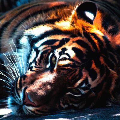 A majestic tiger lounging on the ground with its striking orange and black stripes captured in a moment of relaxation ideal for a captivating LED Box Frame display