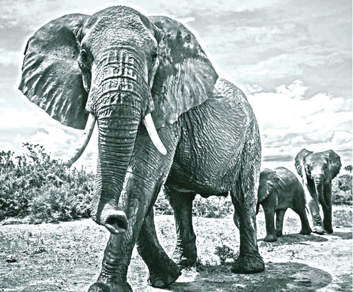 A grayscale image of a strong elephant walking toward the viewer, with a herd following behind in the distance