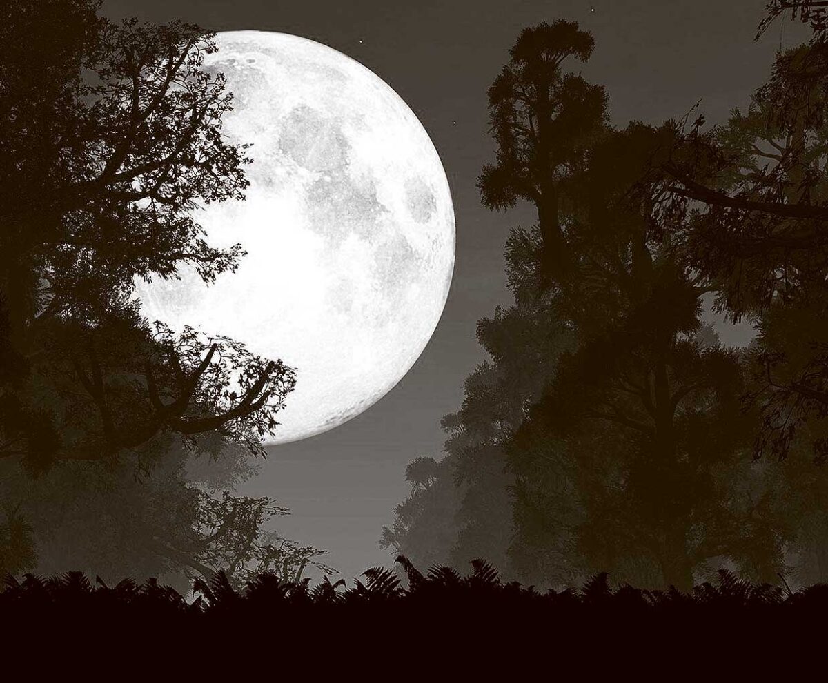 Full moon rising behind forest trees at night