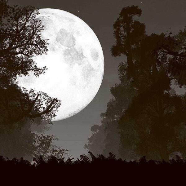 Full moon rising behind forest trees at night