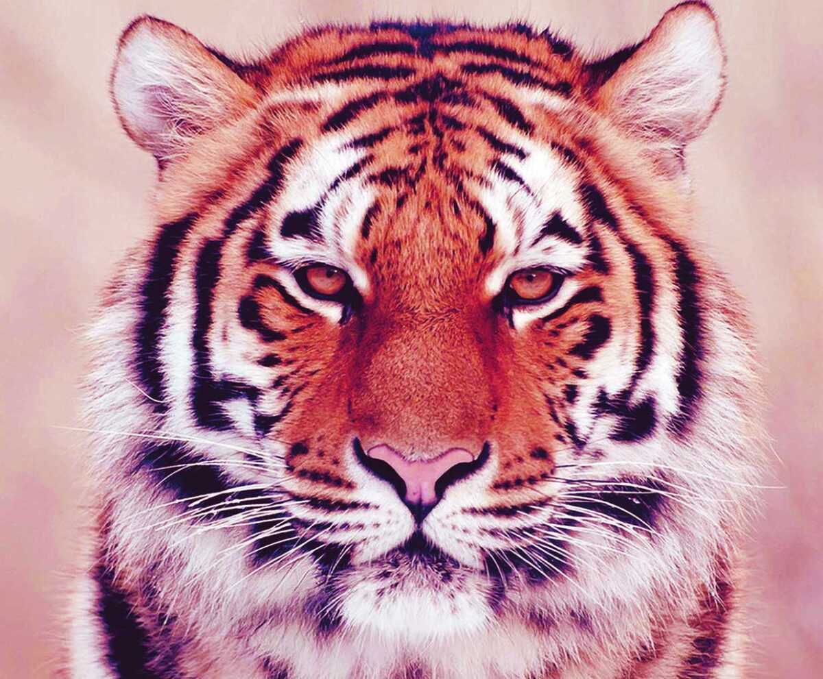 Close-up of a calm Bengal tiger with warm orange tones and soft pink background