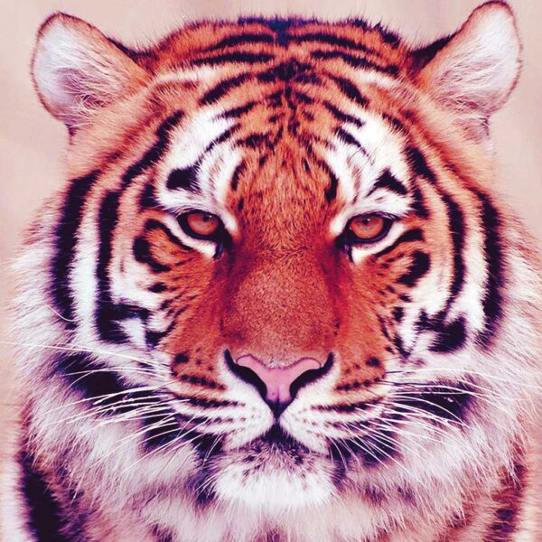 Close-up of a calm Bengal tiger with warm orange tones and soft pink background