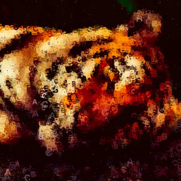 Tiger illustration created with layered typography and warm-toned letters forming the animal’s face