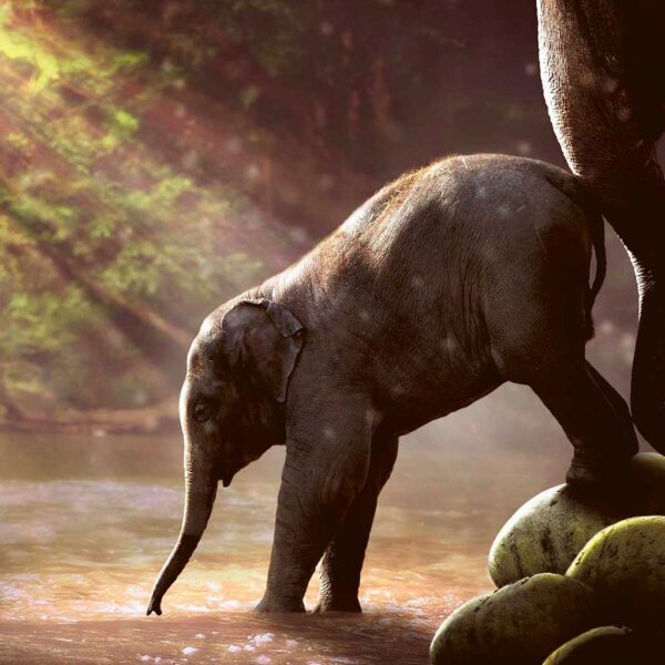 A baby elephant steps into shallow water under a sun-dappled forest canopy, guided by an adult’s trunk