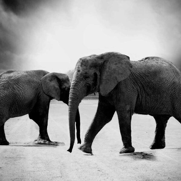 Black and white photograph of two elephants walking on a dusty plain under dramatic stormy skies