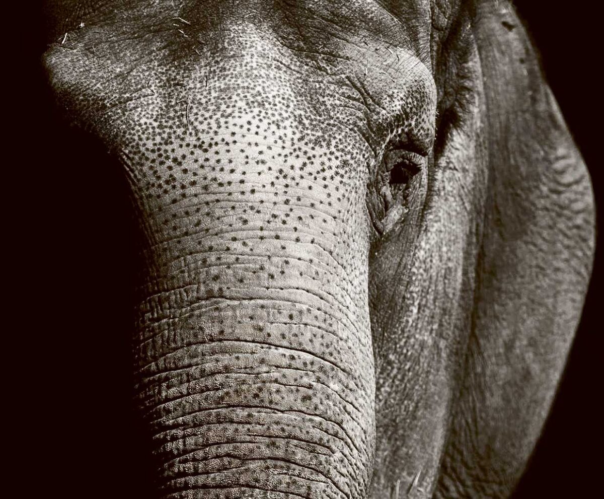 Close-up of an elephant’s face, highlighting its wrinkled skin, deep eye, and speckled texture in dramatic lighting