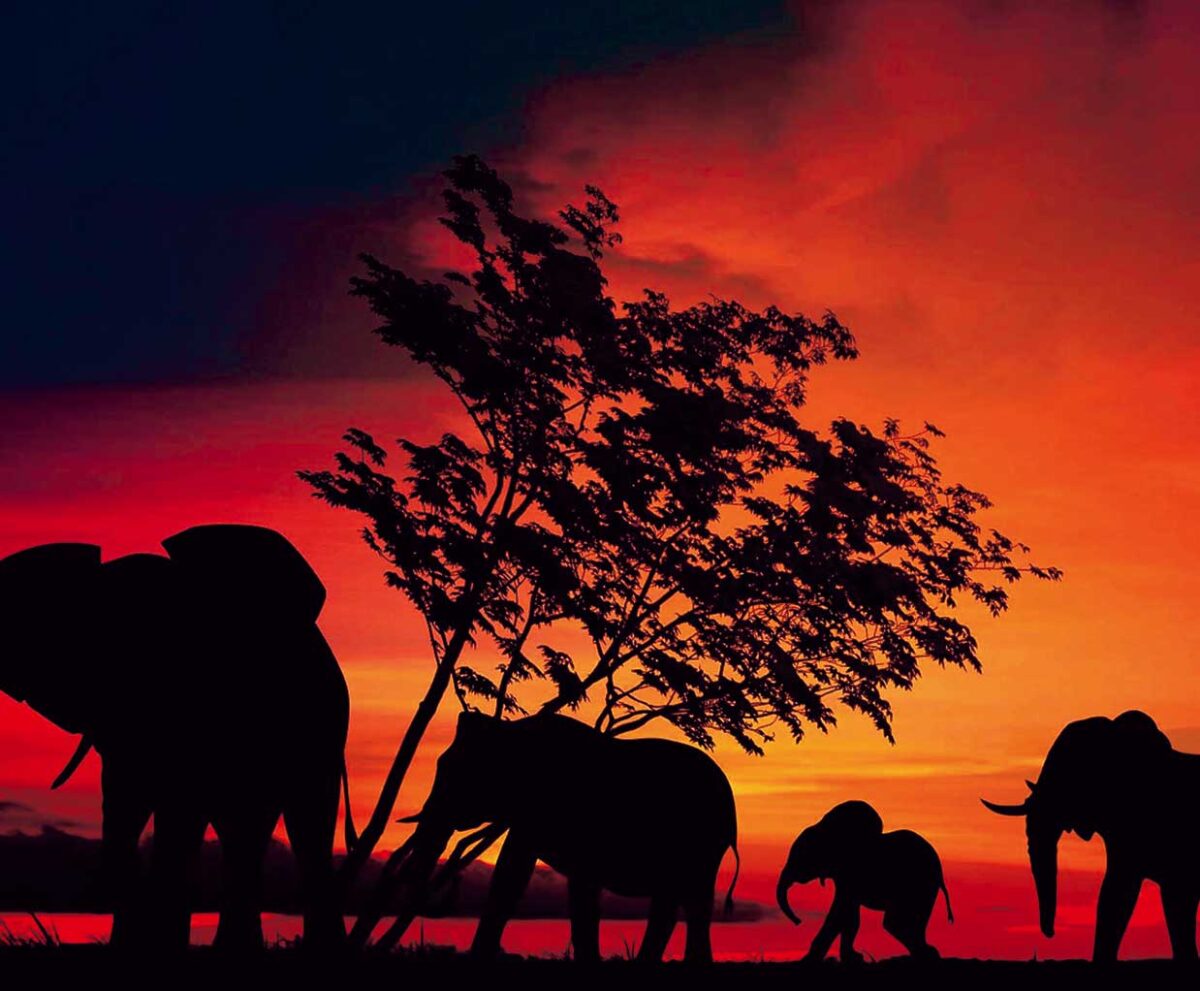 Silhouettes of elephants against a vibrant sunset, captured in stunning detail for LED Box Frame wall art.