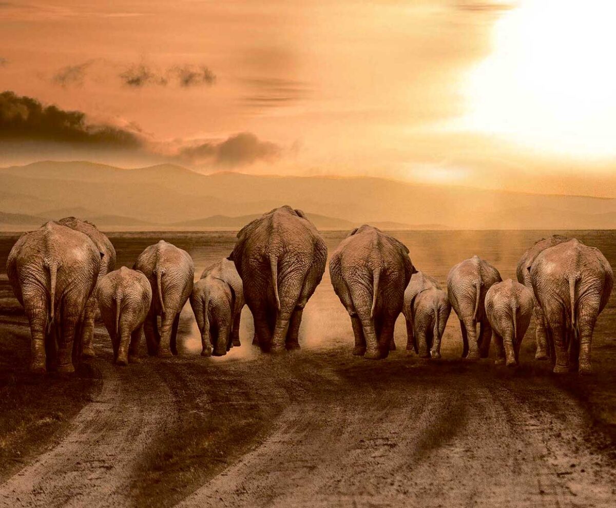 A herd of elephants walking away into the sunset on a dusty trail, backs silhouetted against golden light and mountains