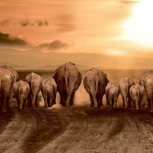 A herd of elephants walking away into the sunset on a dusty trail, backs silhouetted against golden light and mountains