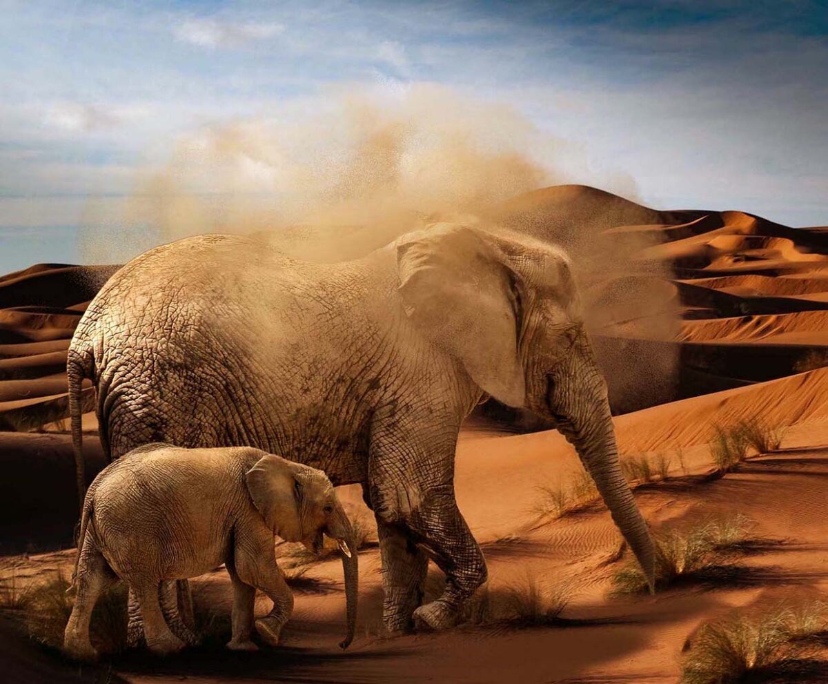 A mother elephant and her calf walking through sand dunes, with dust swirling around their bodies under a bright blue sky