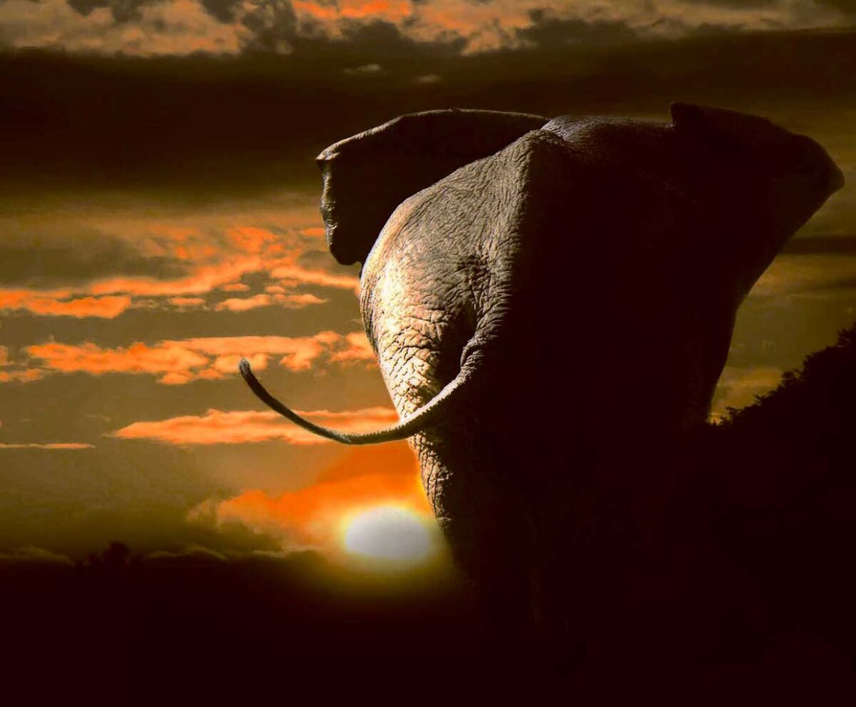 Silhouette of an elephant walking away into a vibrant sunset with glowing orange clouds