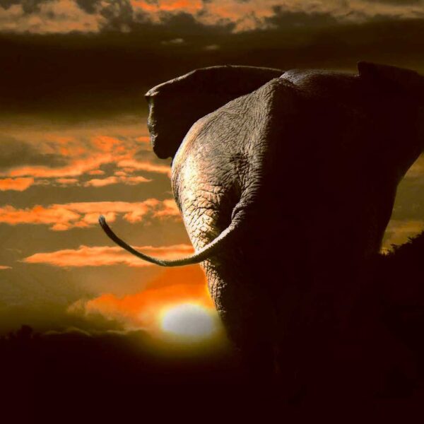 Silhouette of an elephant walking away into a vibrant sunset with glowing orange clouds