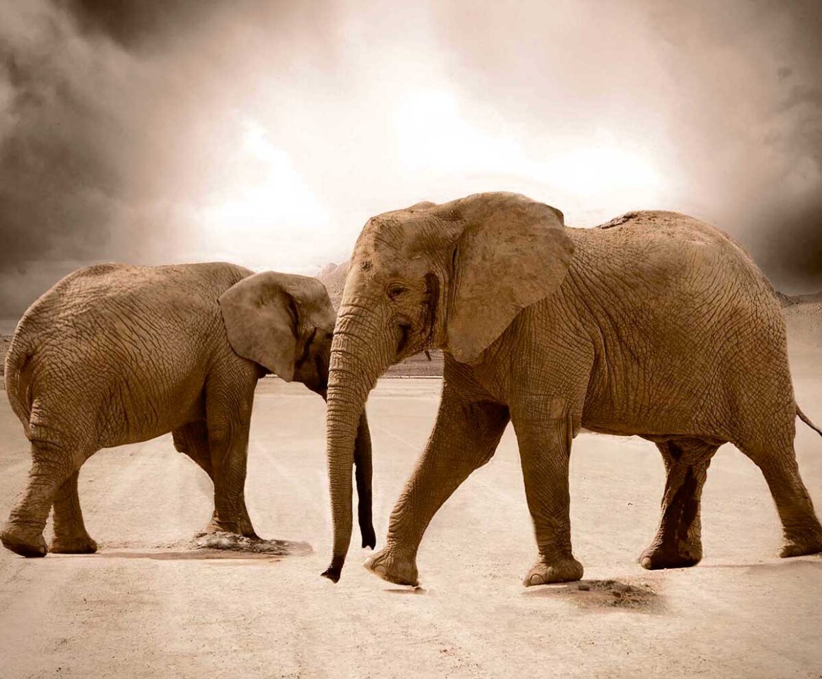 Two elephants walking side by side across a dusty desert with a cloudy sky in the background