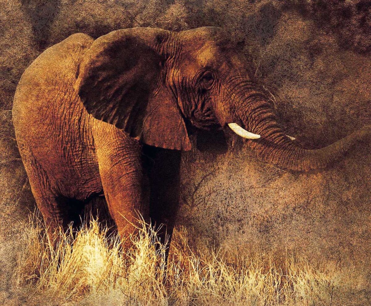 A majestic African elephant standing in tall dry grass with a textured earthen backdrop