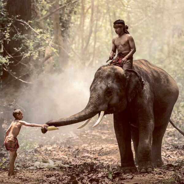 A young boy stands reaching out to feed an elephant while another boy sits calmly atop the elephant in a misty forest