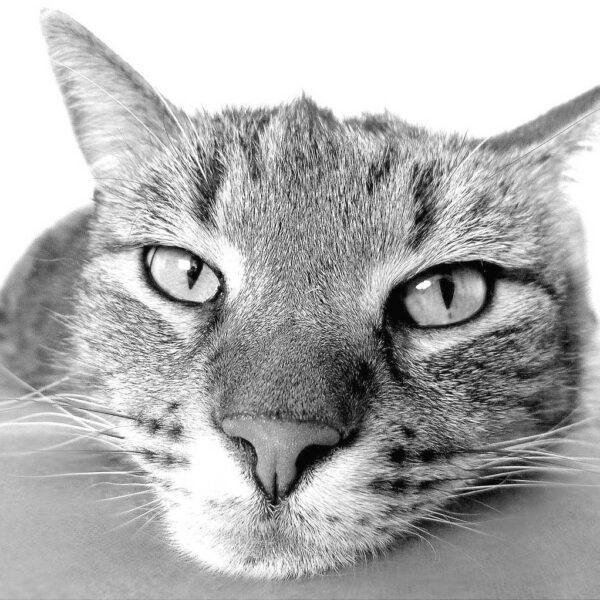 Close-up black and white photo of a cat's face with sharp eyes, beautifully captured in an LED Box Frame.