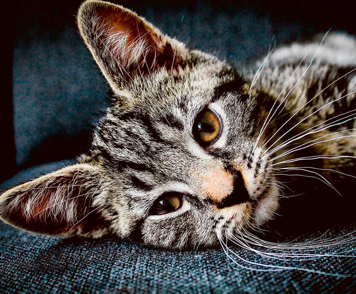 Close-up of a cute, relaxed tabby cat with big eyes, perfect for LED Box Frame decor.