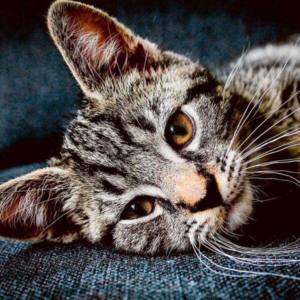 Close-up of a cute, relaxed tabby cat with big eyes, perfect for LED Box Frame decor.