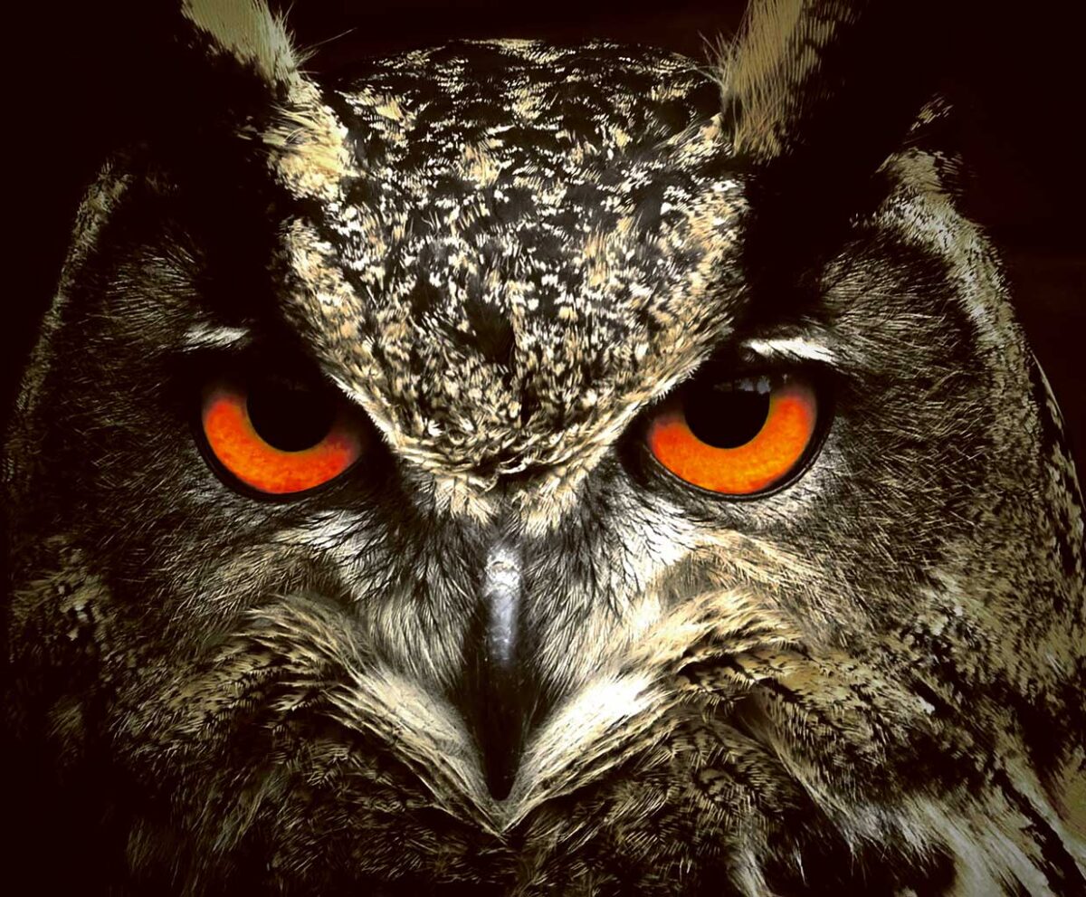 Close-up of a tawny owl with intense orange eyes, illuminated with LED Box Frame lighting.