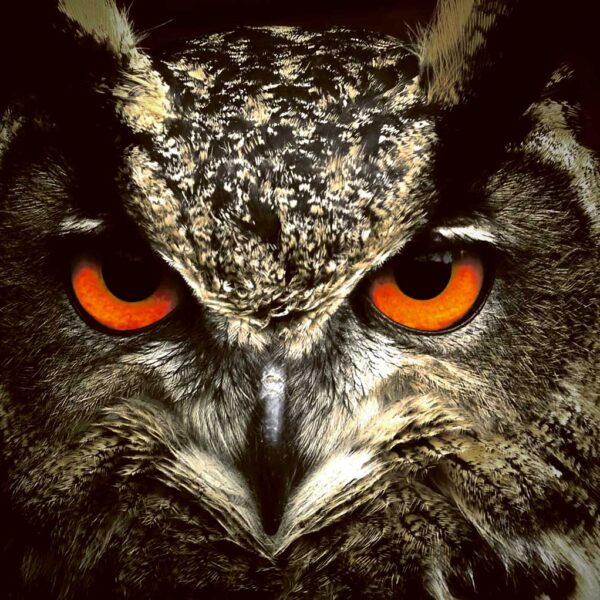 Close-up of a tawny owl with intense orange eyes, illuminated with LED Box Frame lighting.