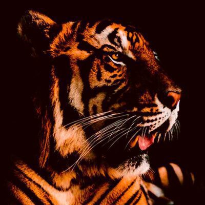 Close up of a powerful tiger captured in detail with its striking orange and black stripes symbolizing strength and grace for a vibrant LED Box Frame display