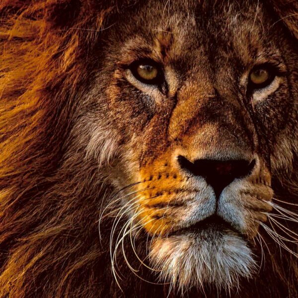 Close-up of a majestic lion's face with a magnificent mane, beautifully captured in an LED Box Frame.