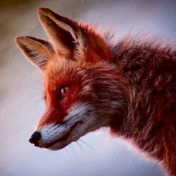 A close-up of a beautiful fox with piercing eyes, showcasing its detailed fur and sharp features, ideal for adding an enchanting natural touch to your LED Box Frame display.