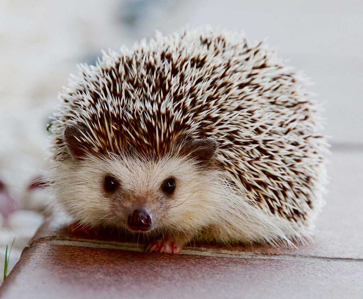 Close-up of a cute hedgehog with spiky quills, bringing a charming and nature-inspired look to your LED Box Frame collection.