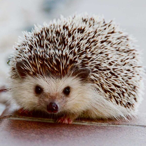 Close-up of a cute hedgehog with spiky quills, bringing a charming and nature-inspired look to your LED Box Frame collection.