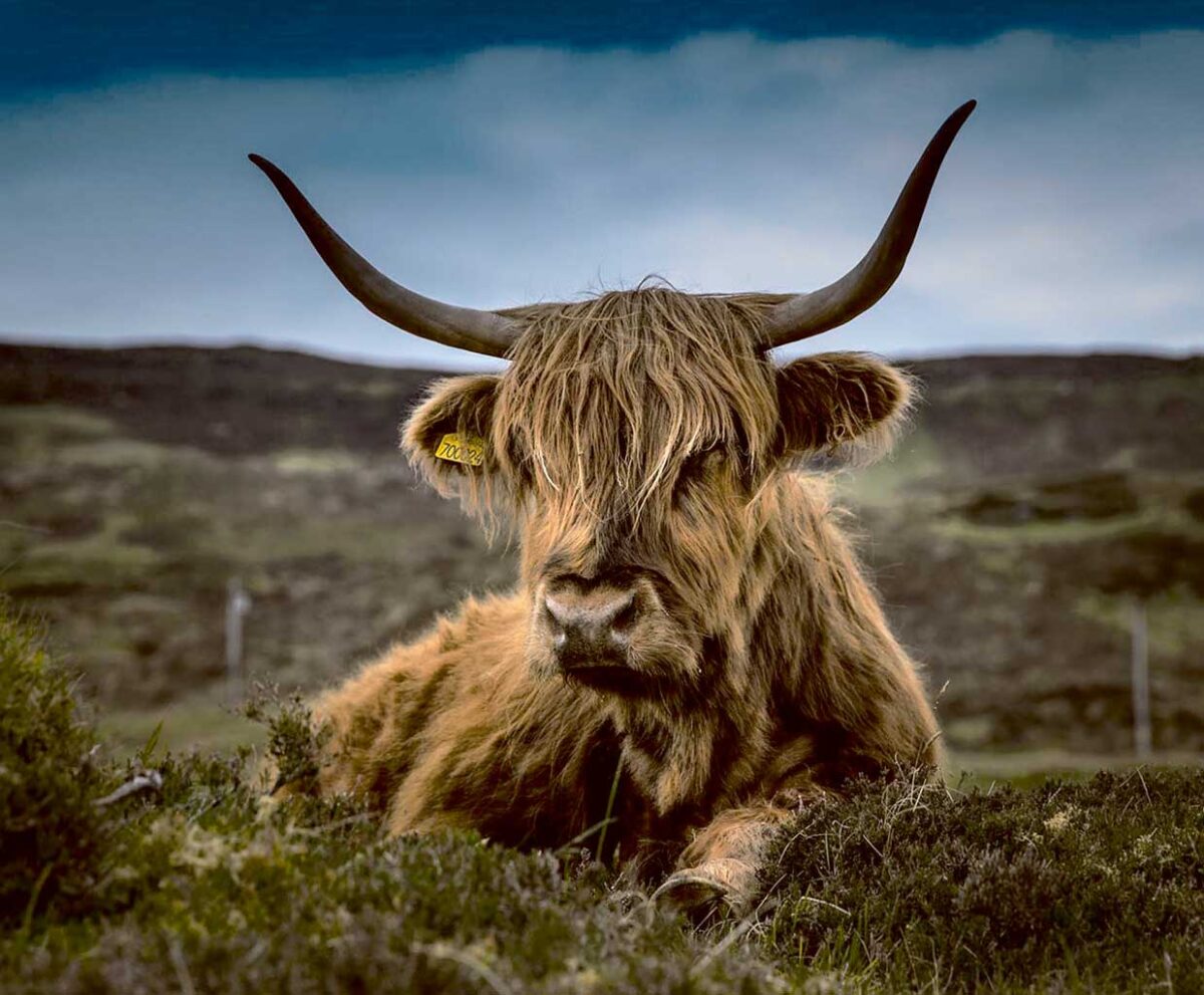 A Highland cow resting on the grassy landscape with long, shaggy fur and prominent curved horns, perfect for a calming display in an LED Box Frame.