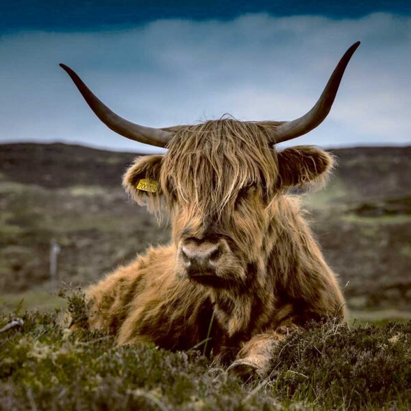 A Highland cow resting on the grassy landscape with long, shaggy fur and prominent curved horns, perfect for a calming display in an LED Box Frame.