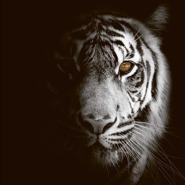 Half-lit white tiger portrait with piercing amber eye emerging from deep shadows