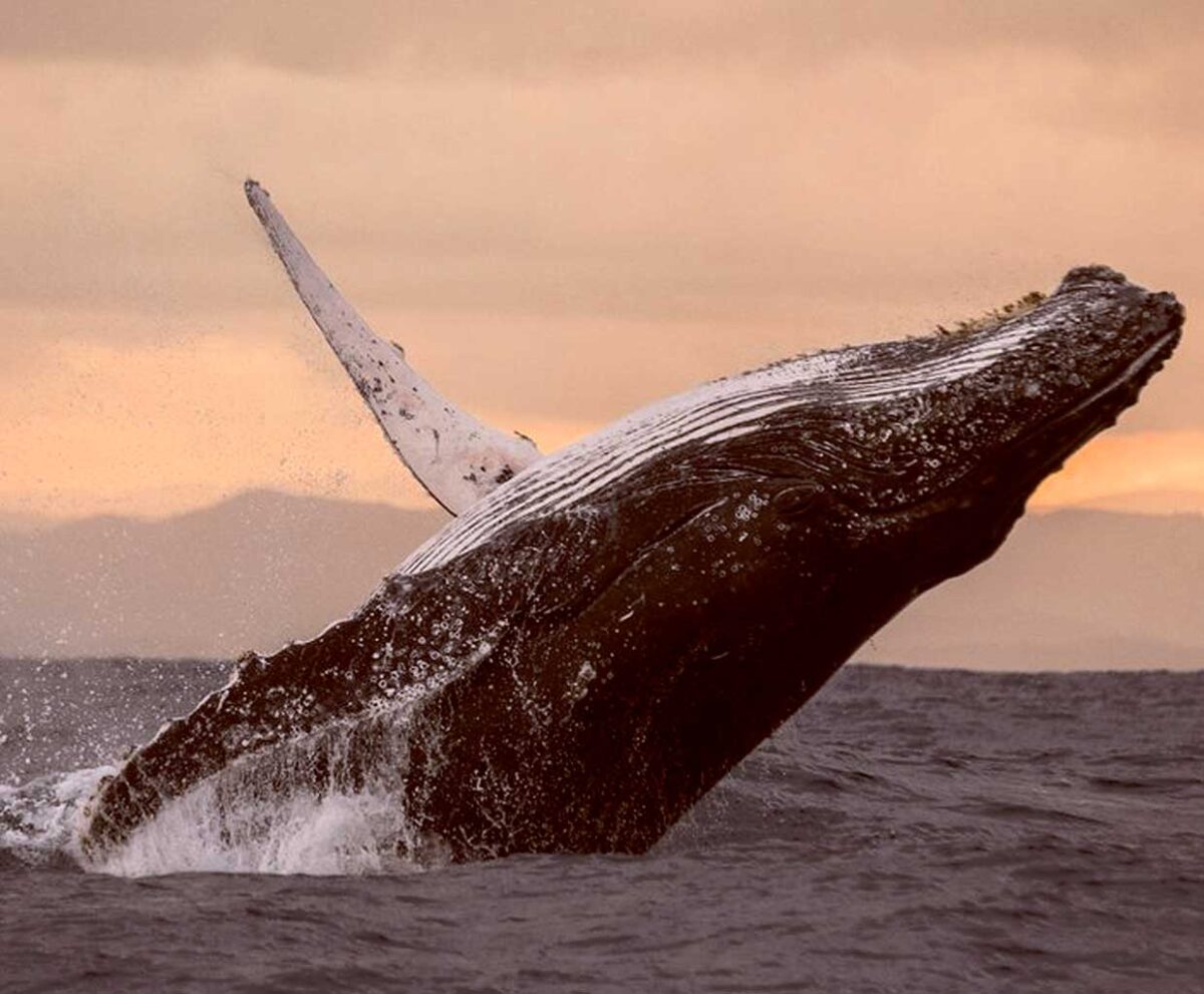Majestic humpback whale breaching at sunset with splashes and golden sky in the background
