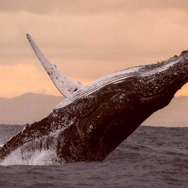 Majestic humpback whale breaching at sunset with splashes and golden sky in the background