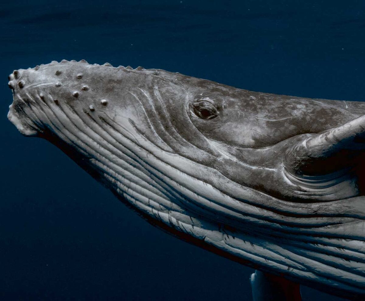 A majestic close-up of a humpback whale gliding through the deep ocean, perfect for displaying in an LED Box Frame as a stunning aquatic artwork.