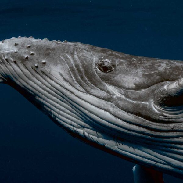 A majestic close-up of a humpback whale gliding through the deep ocean, perfect for displaying in an LED Box Frame as a stunning aquatic artwork.
